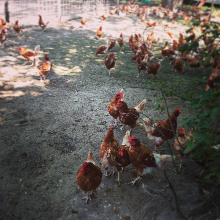 فندق جنيفافي  La Ferme Du Lignon المظهر الخارجي الصورة